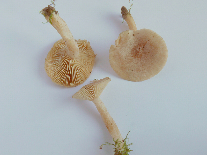 Lactarius Glyciosmus 2